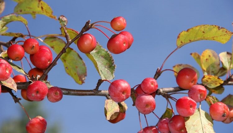 Crab Apple Trees